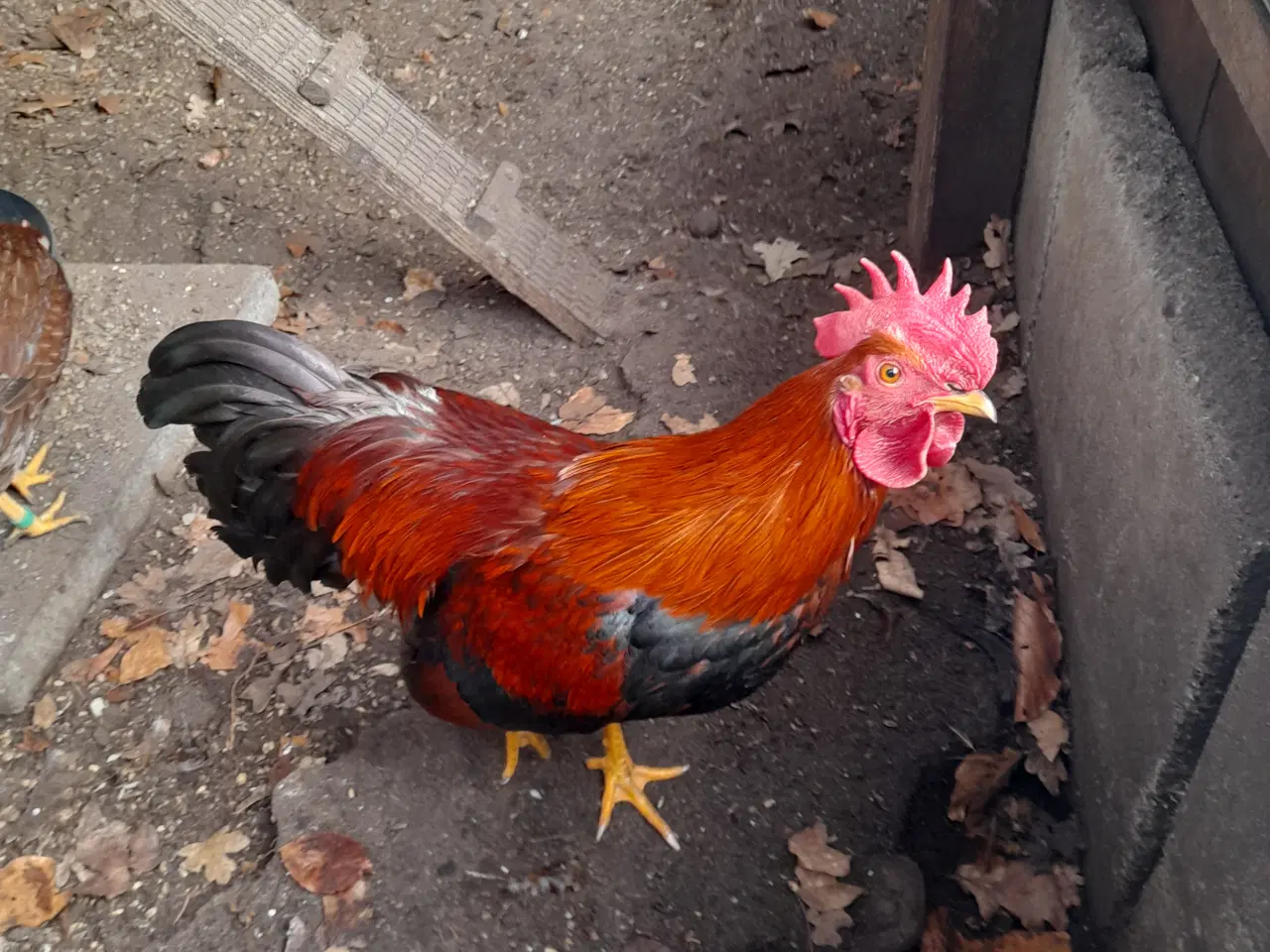 Billede 1 - Welsumer hane