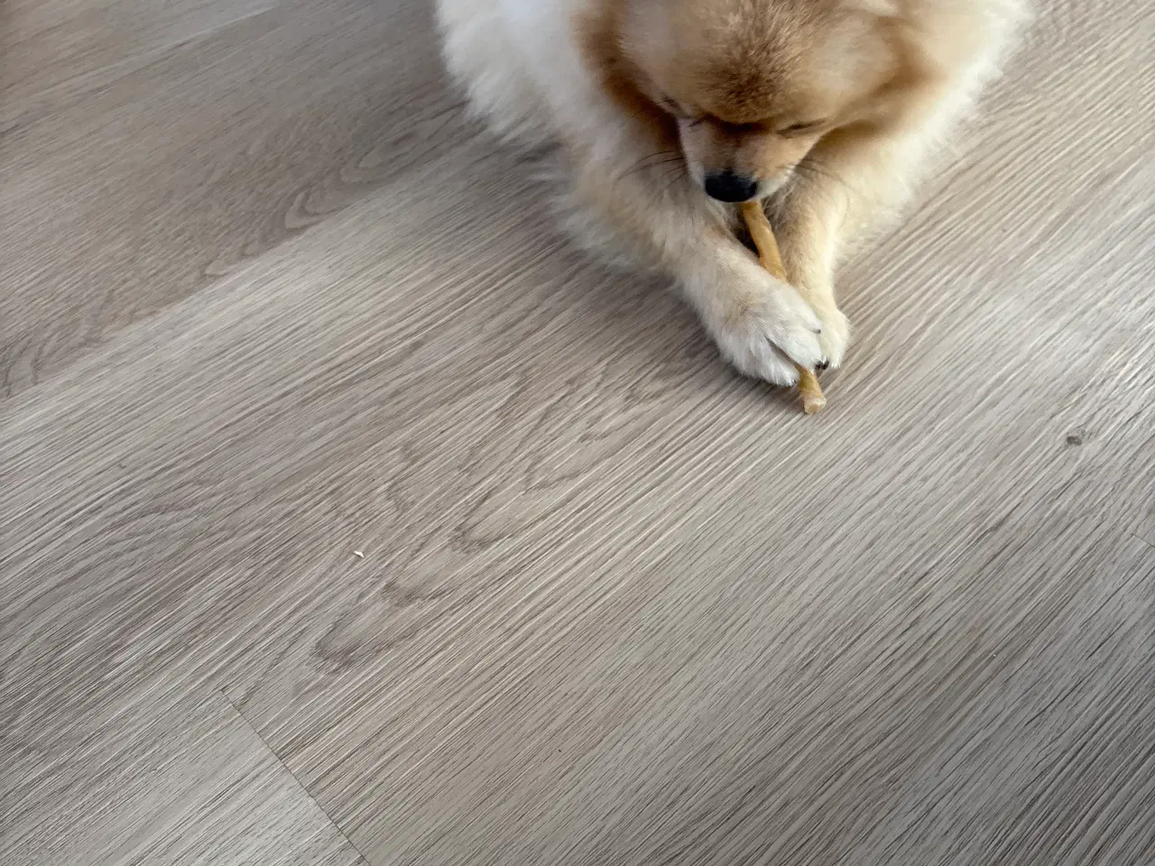 Billede 5 - Pomeranian 