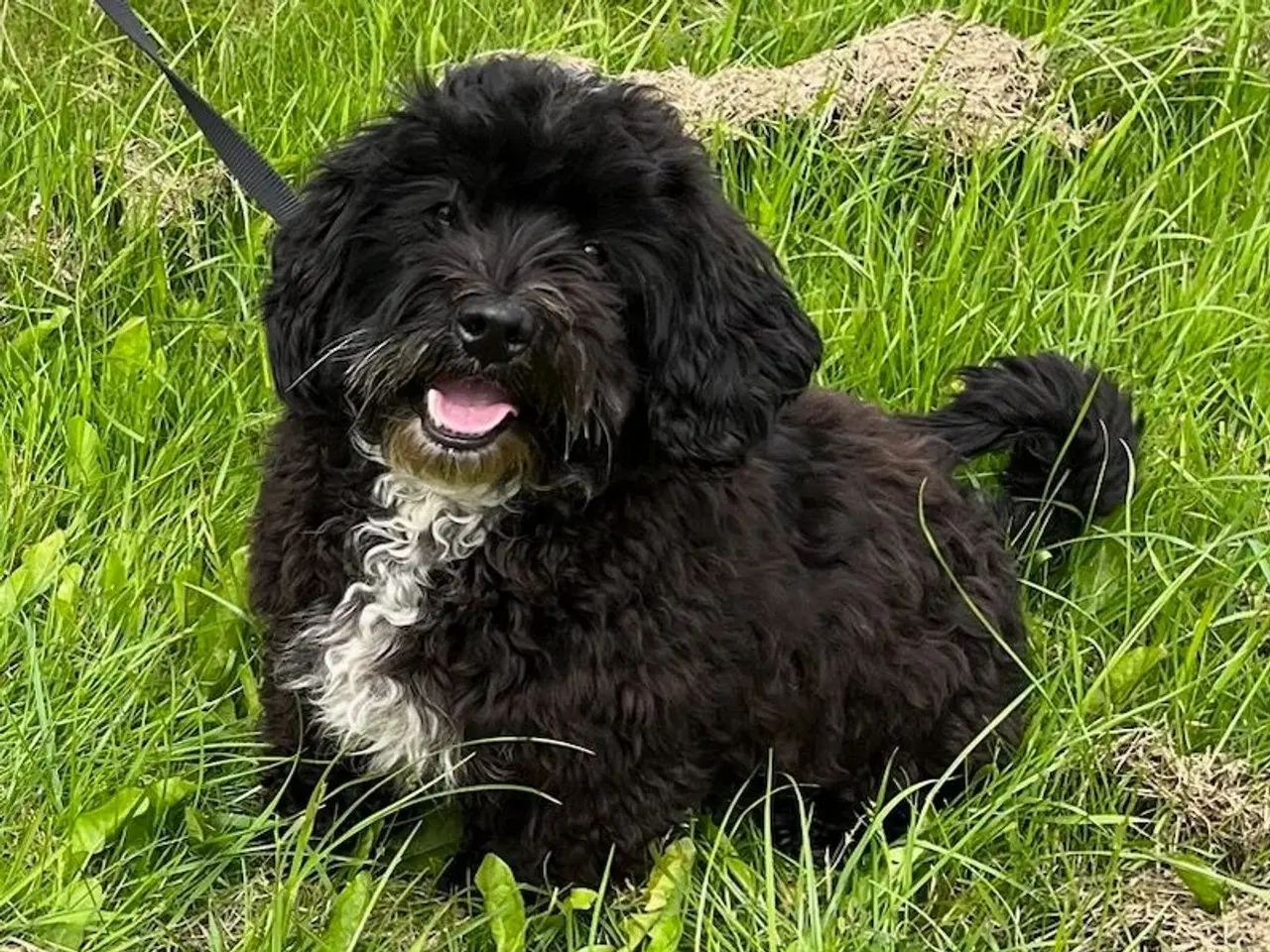 Billede 10 - Havapoo Puddel/Havaneser 