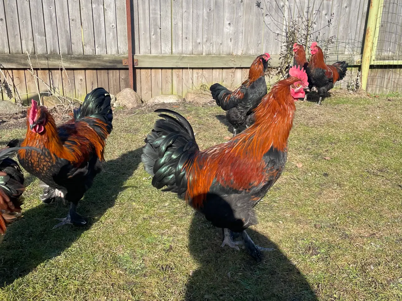 Billede 9 - Racerene Sorte Kobber Maraner og 3 blandingshaner