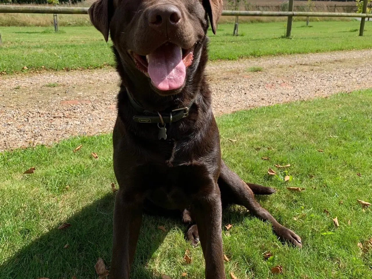 Billede 10 - Brune labrador hvalpe