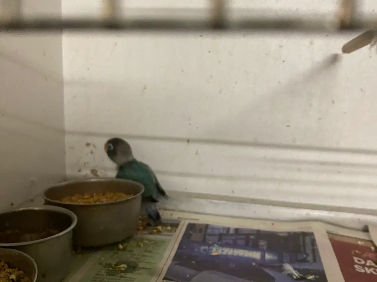 Billede 9 - Fugle Dværgpapegøje