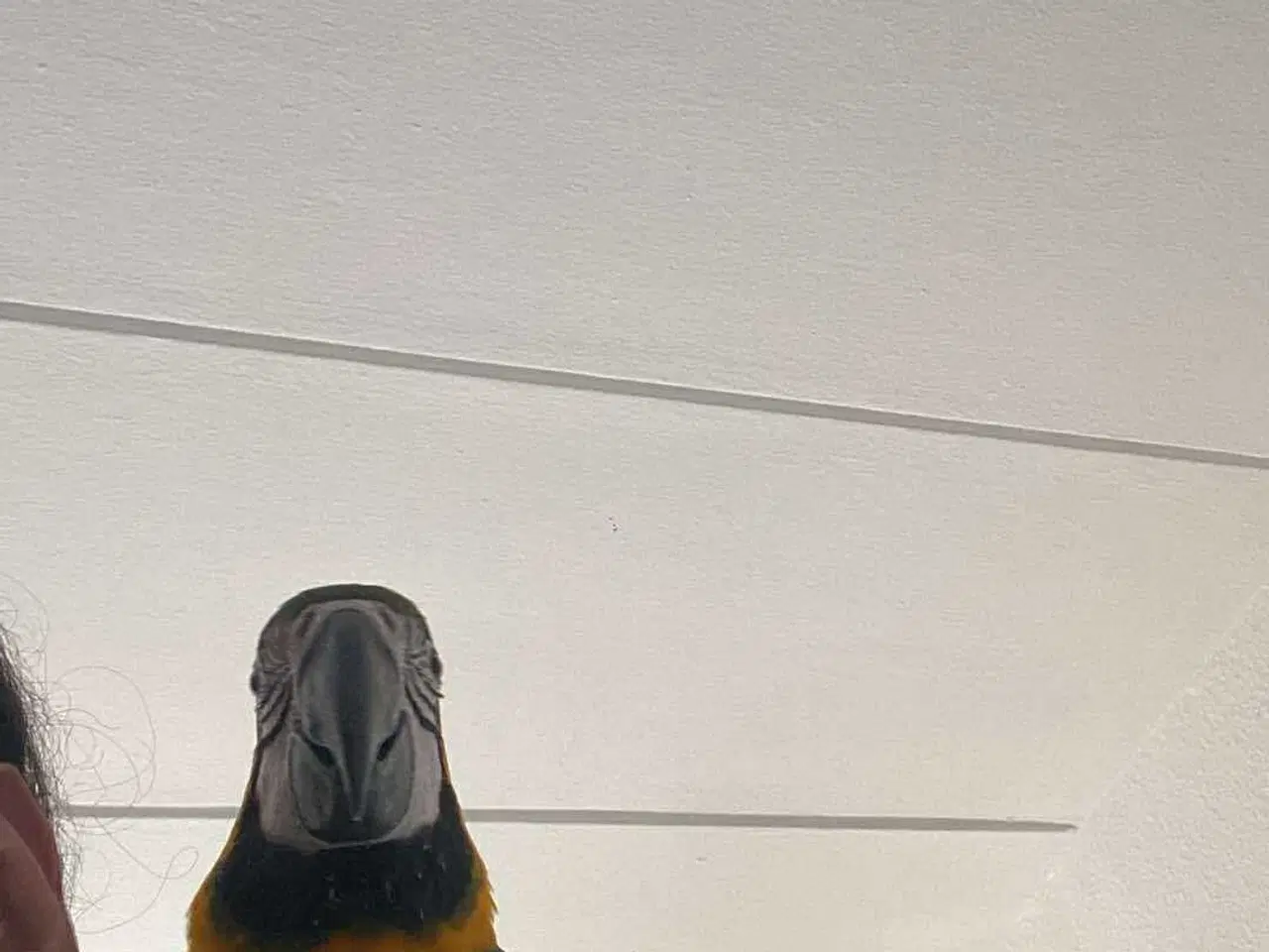 Billede 2 - 🦜 Til salg: 3 måneder gammel Ara 🦜