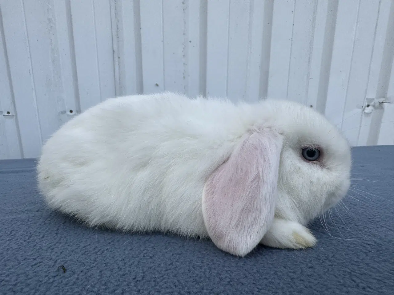 Billede 5 - Dværgvædder hunkanin