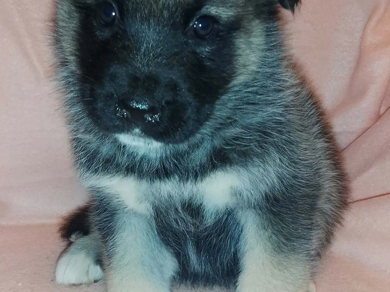 Billede 12 - Alaska Malamute Chow Chow tjekkiske ulvehund husky