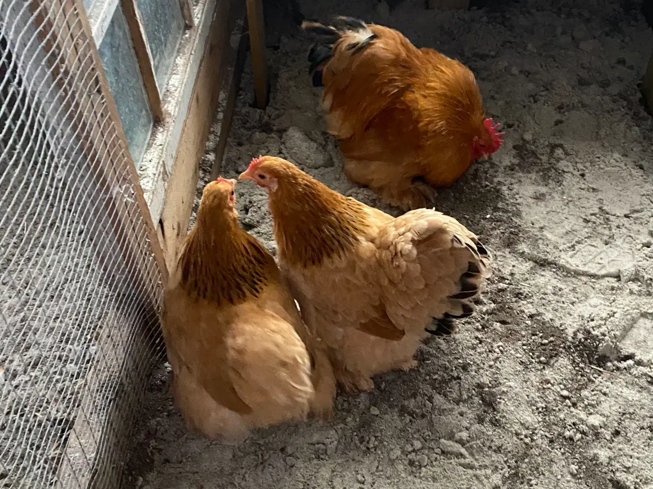 Billede 3 - Dværg kochin 