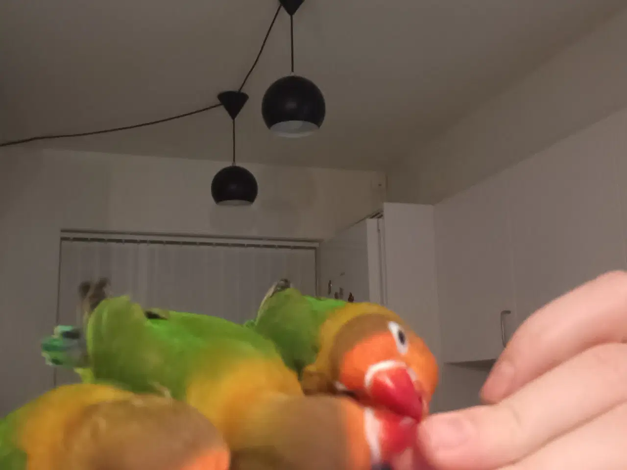 Billede 8 - 4 mdr. gamle dværgpapegøjerunger sælges 500 kr/stk