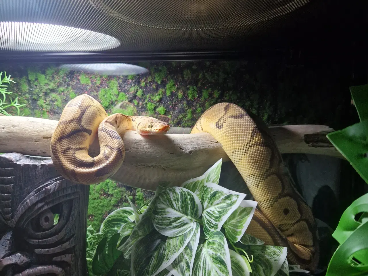 Billede 3 - Kongepython 1.0