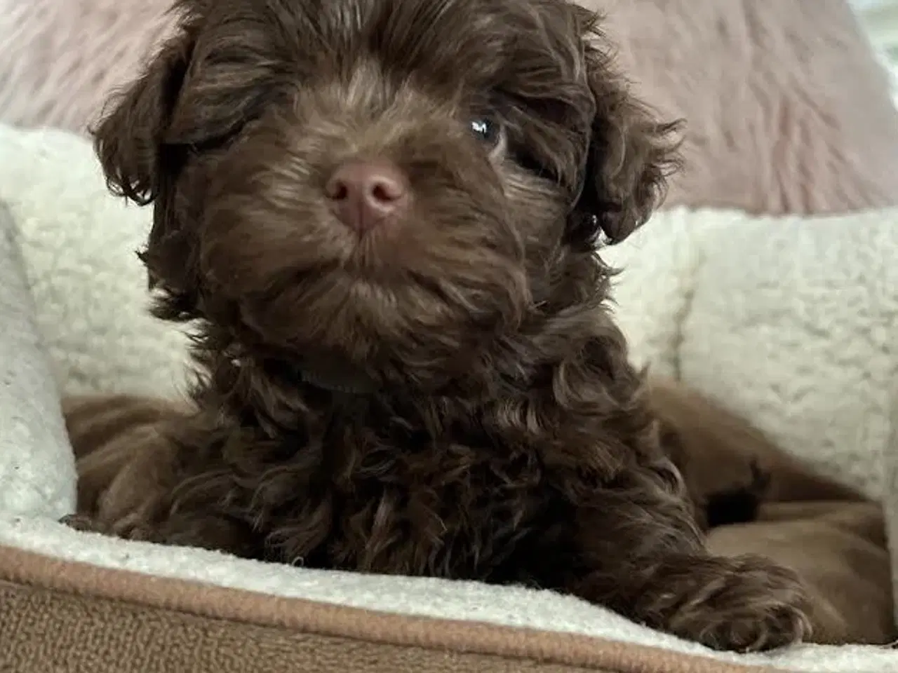 Billede 1 - Russkaya Tsvetnaya Bolonka han.