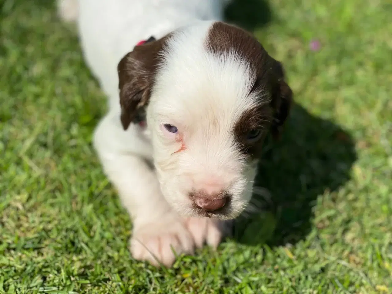 Billede 9 - FT Springer Spaniel hvalpe - klar til flyt 6 sep.