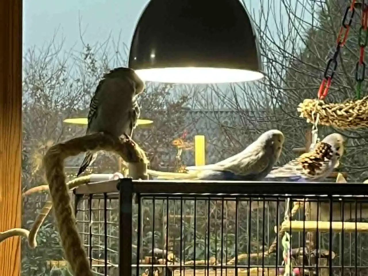 Billede 1 - Engelske og australske undulater 