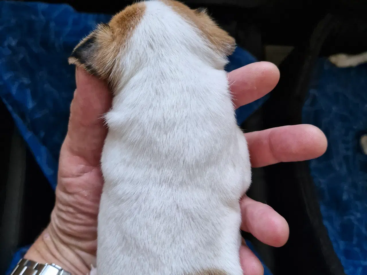Billede 13 - Dansk svensk gårdhunde hvalpe 