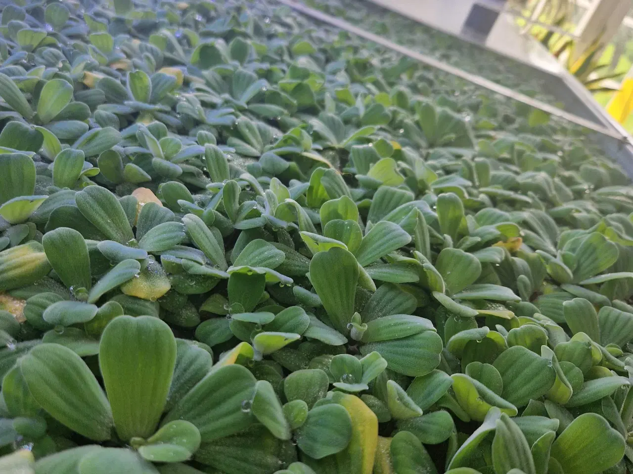 Billede 1 - Pistia stratiotes,  kaldet vandkål.