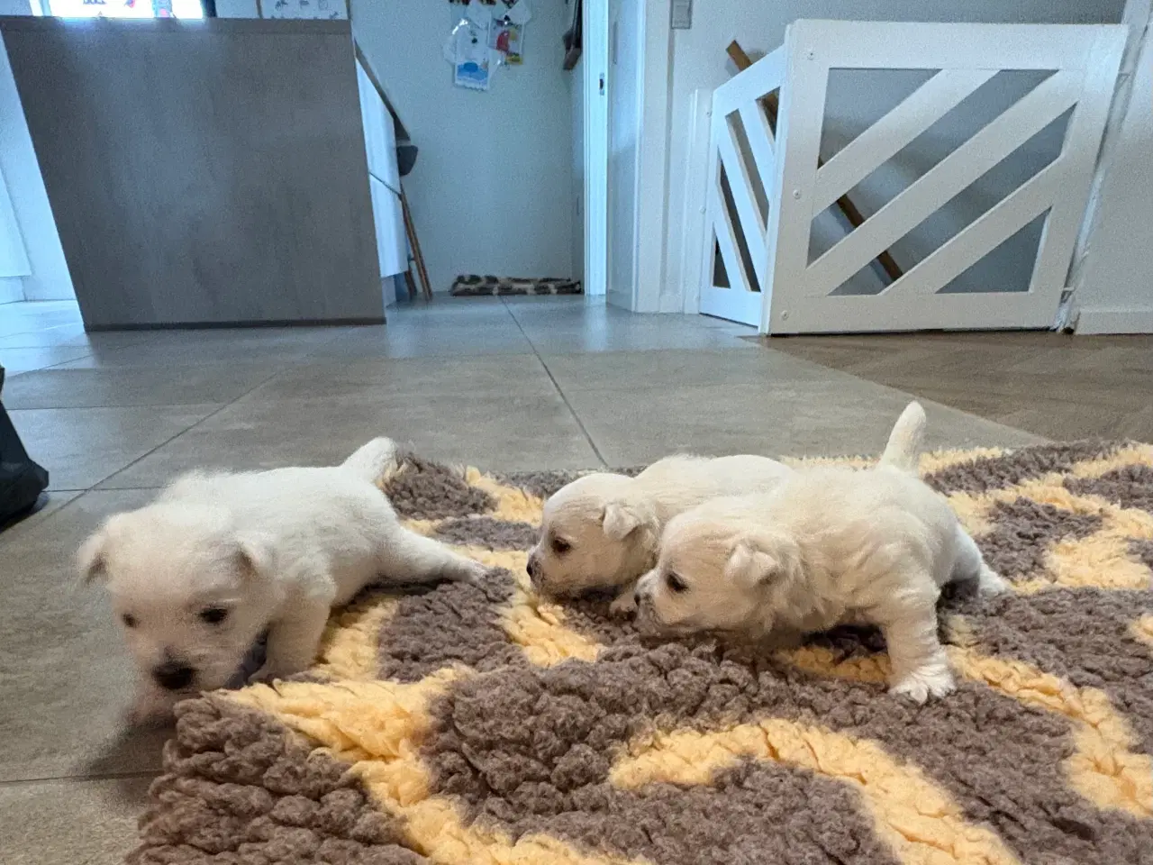 Billede 6 - West Highland White Terrier hvalpe til salg