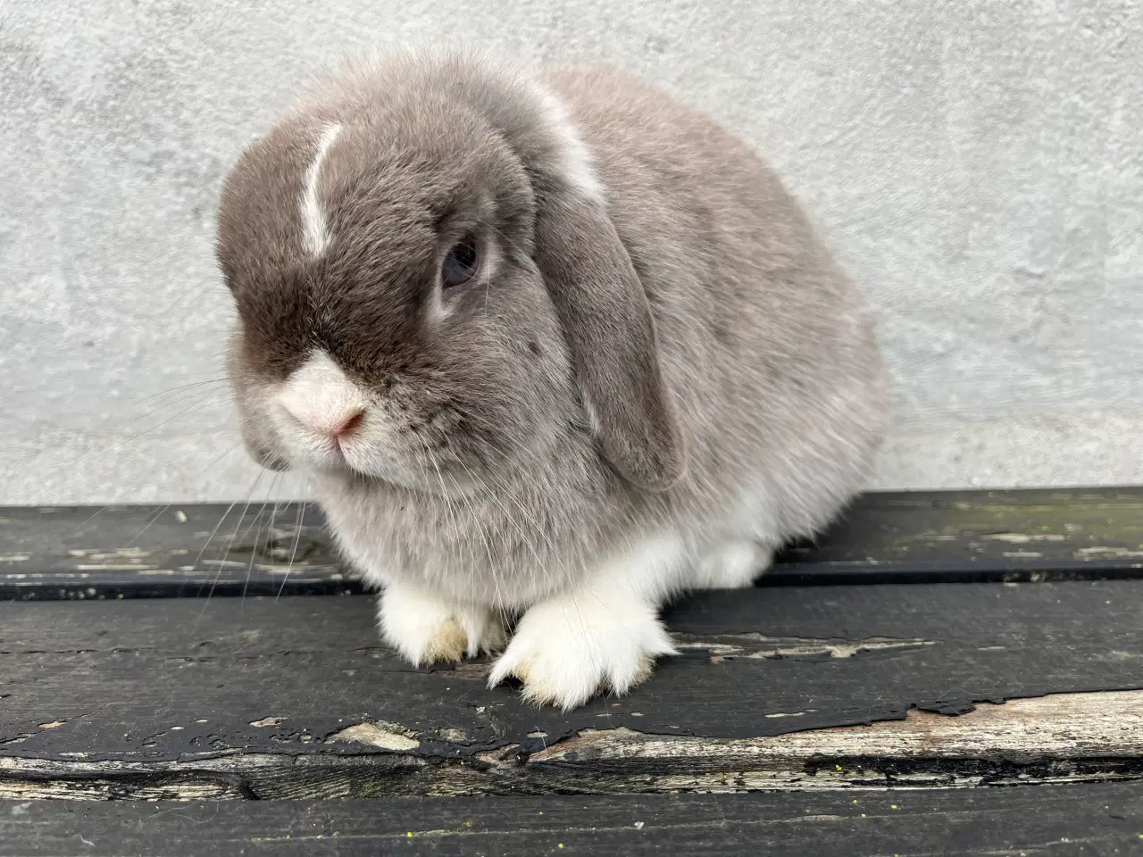 Billede 2 - Minilop hun 