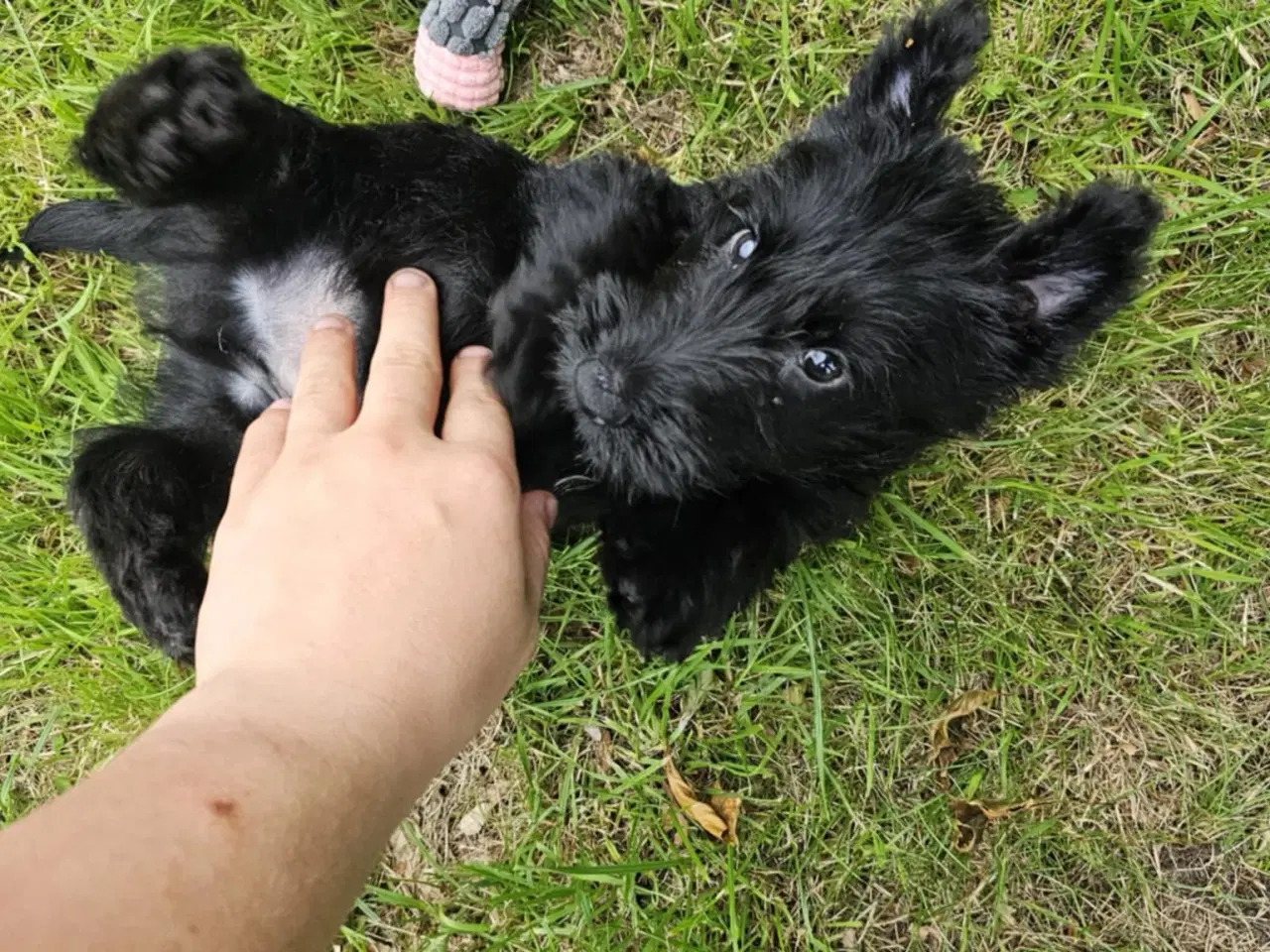 Billede 2 - Skotsk terrier