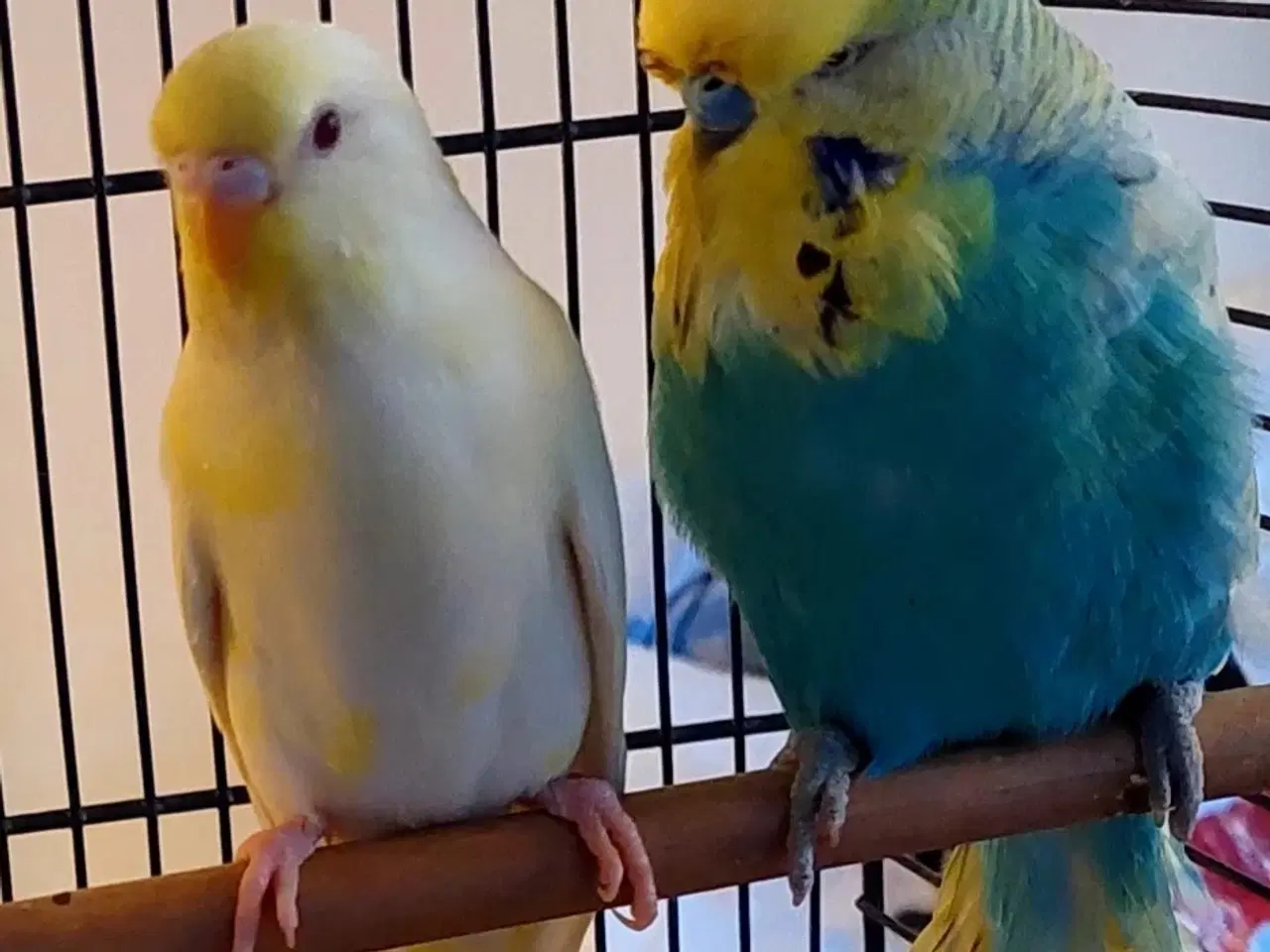 Billede 1 - To unge undulater 