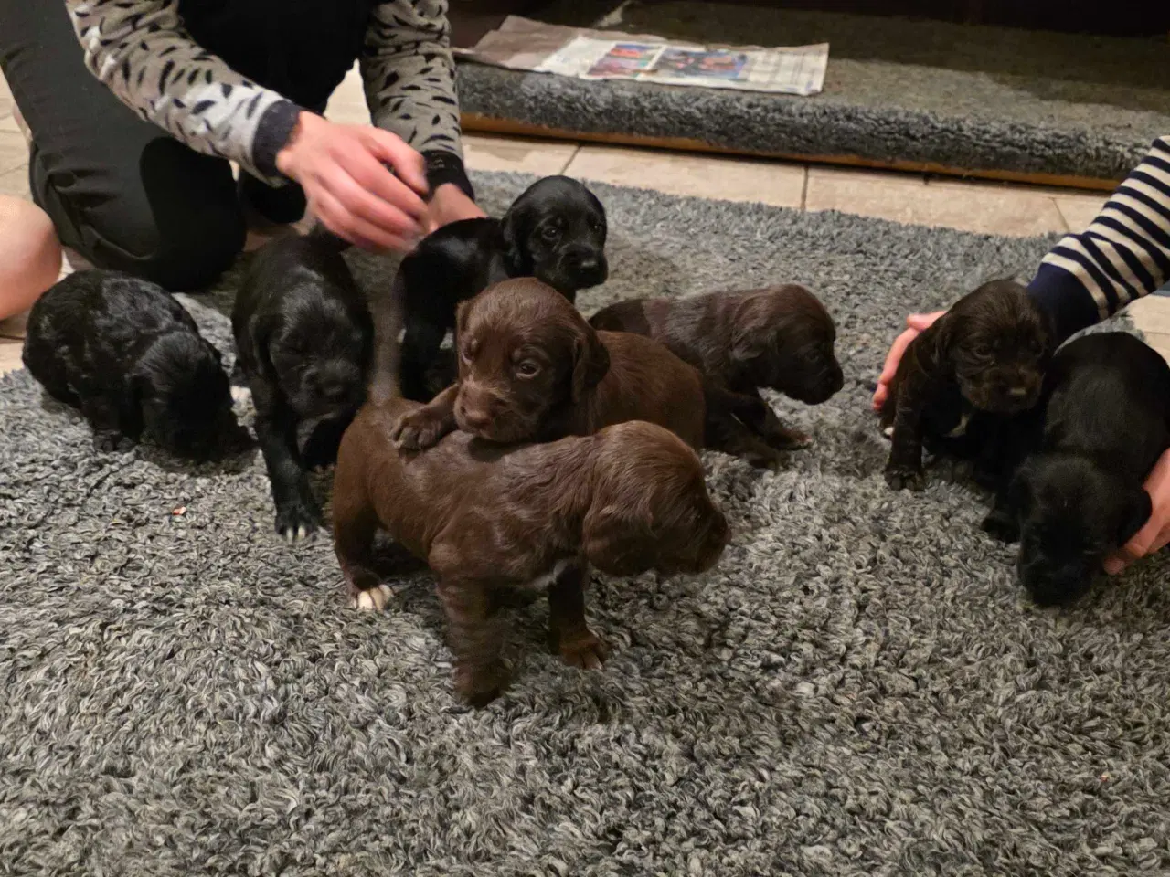 Billede 7 - FT Cocker Hvalpe.