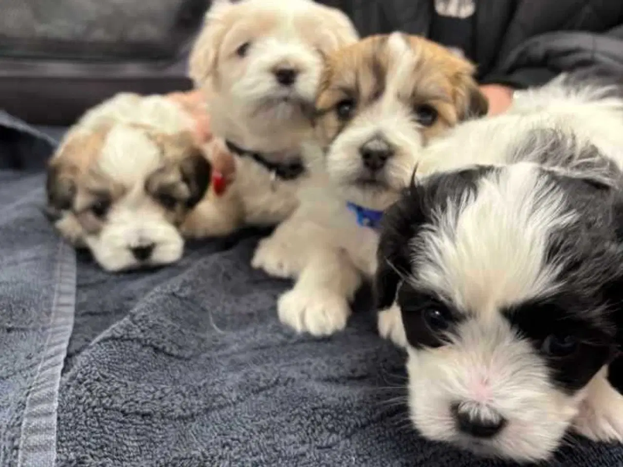 Billede 2 - Cotonese Hvalpe 