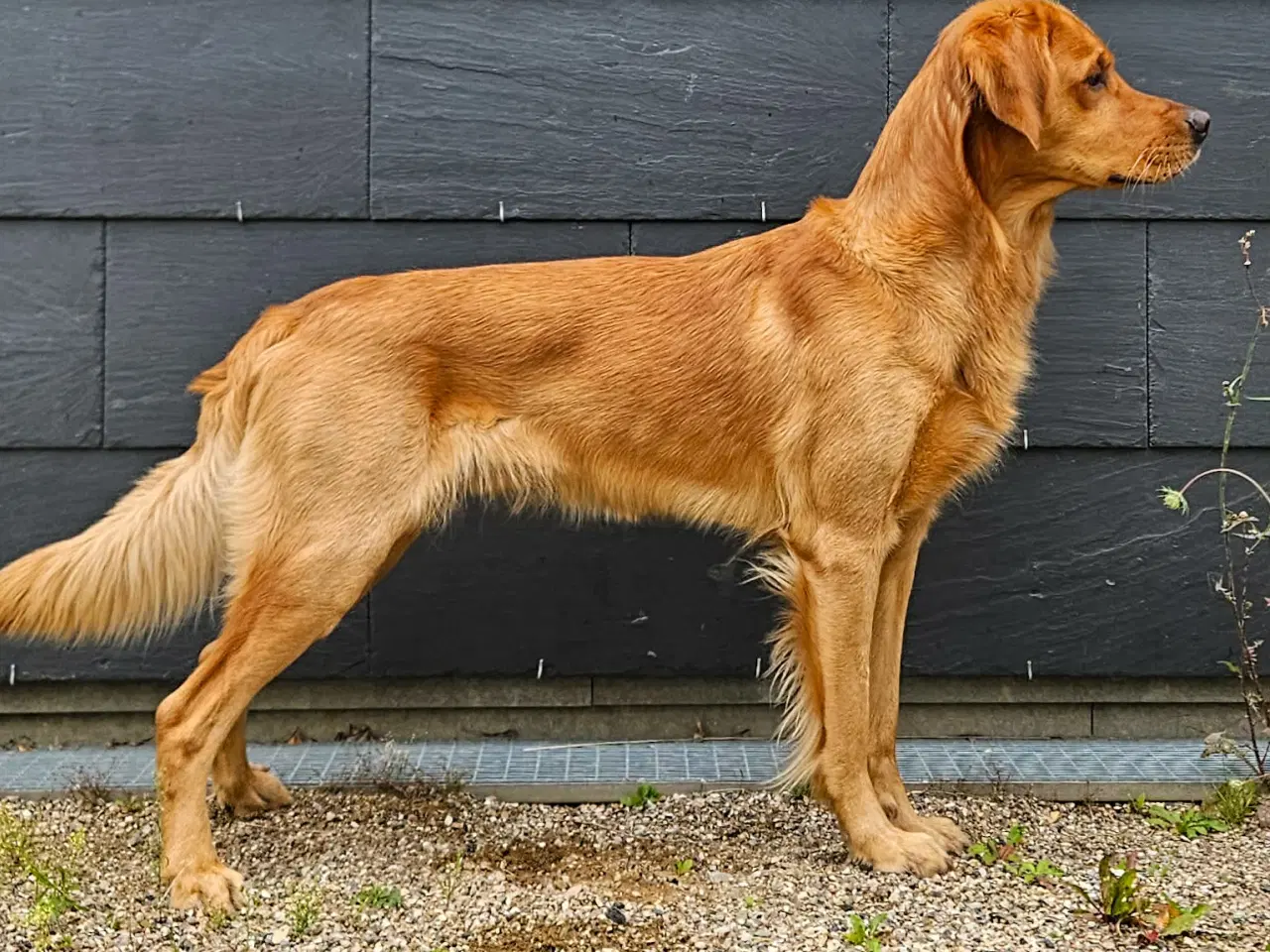 Billede 2 - Golden Retriever Stamtavle tilbydes til avl