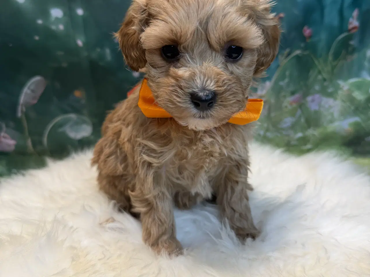 Billede 10 - 🐾✨ Skønne Maltipoo hvalpe klar juni !