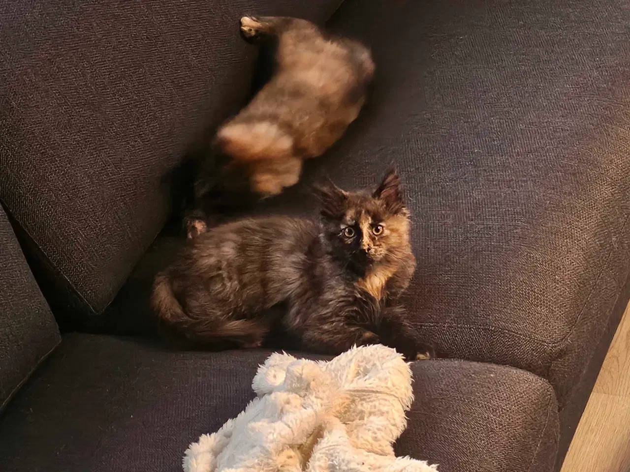 Billede 2 - Maine coon killinger uden stamtavle 