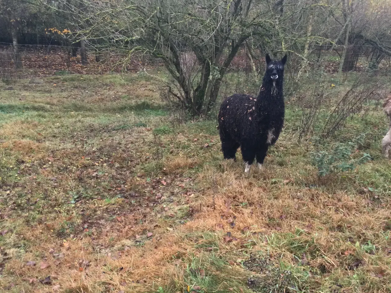 Billede 1 - Alpaca hingst