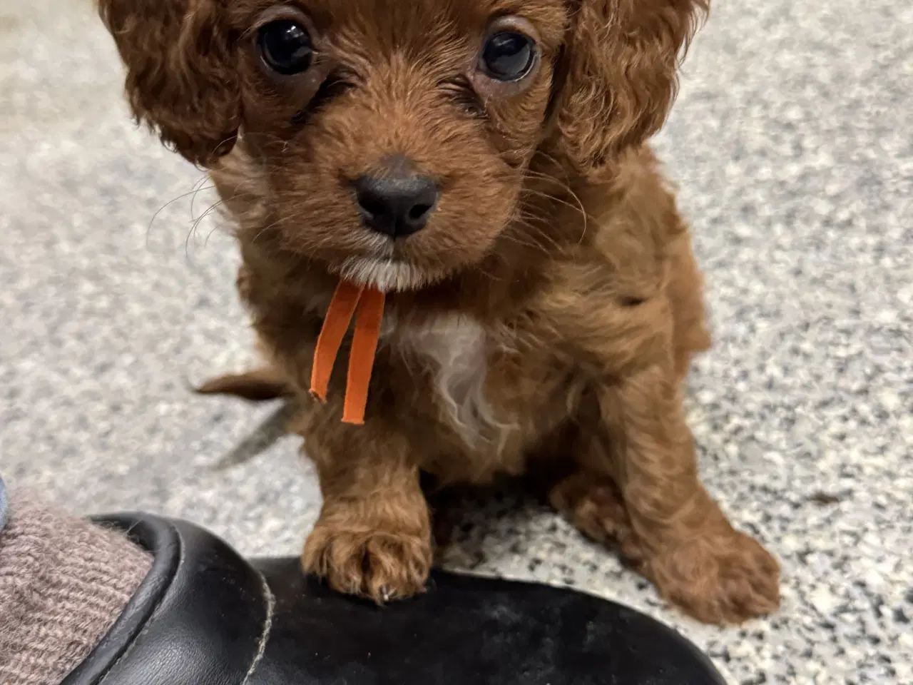 Billede 9 - Skønne Cavapoo hvalpe i det nye år 🎉