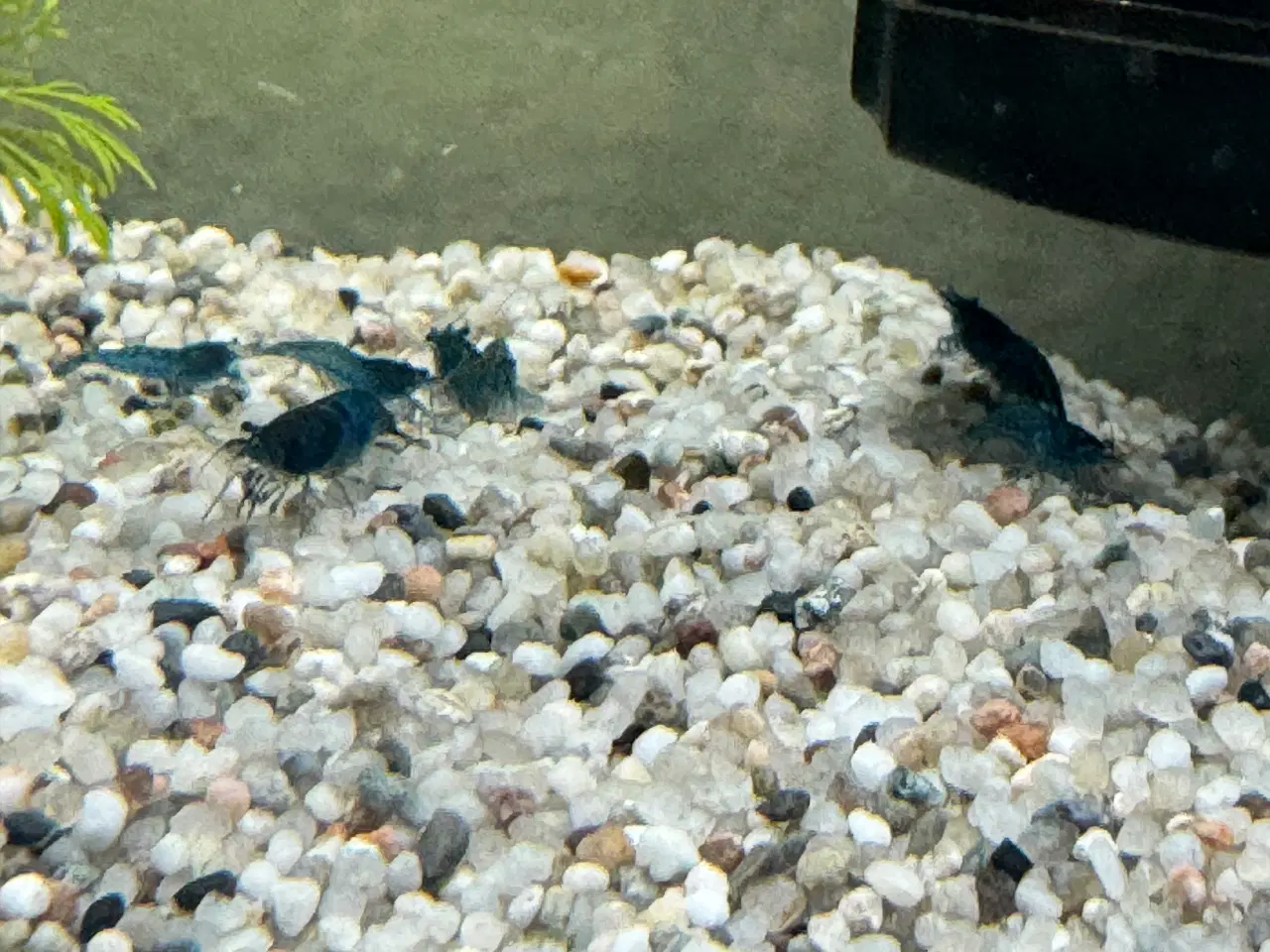 Billede 2 - Blå akvarium rejer 