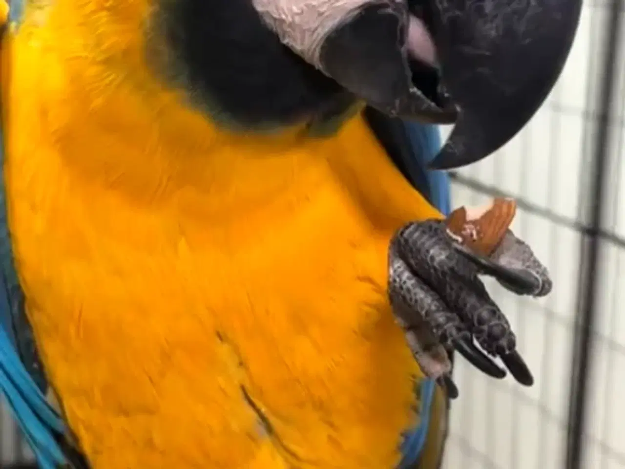 Billede 1 - Blue-and-yellow macaw