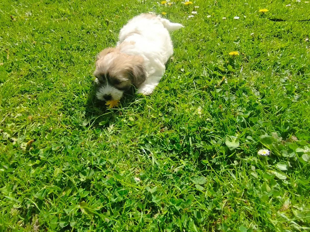 Billede 5 - Coton de tulear hvalpe piger