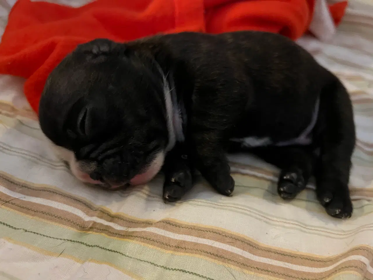Billede 4 - Fransk Bulldog hvalpe med stamtavle