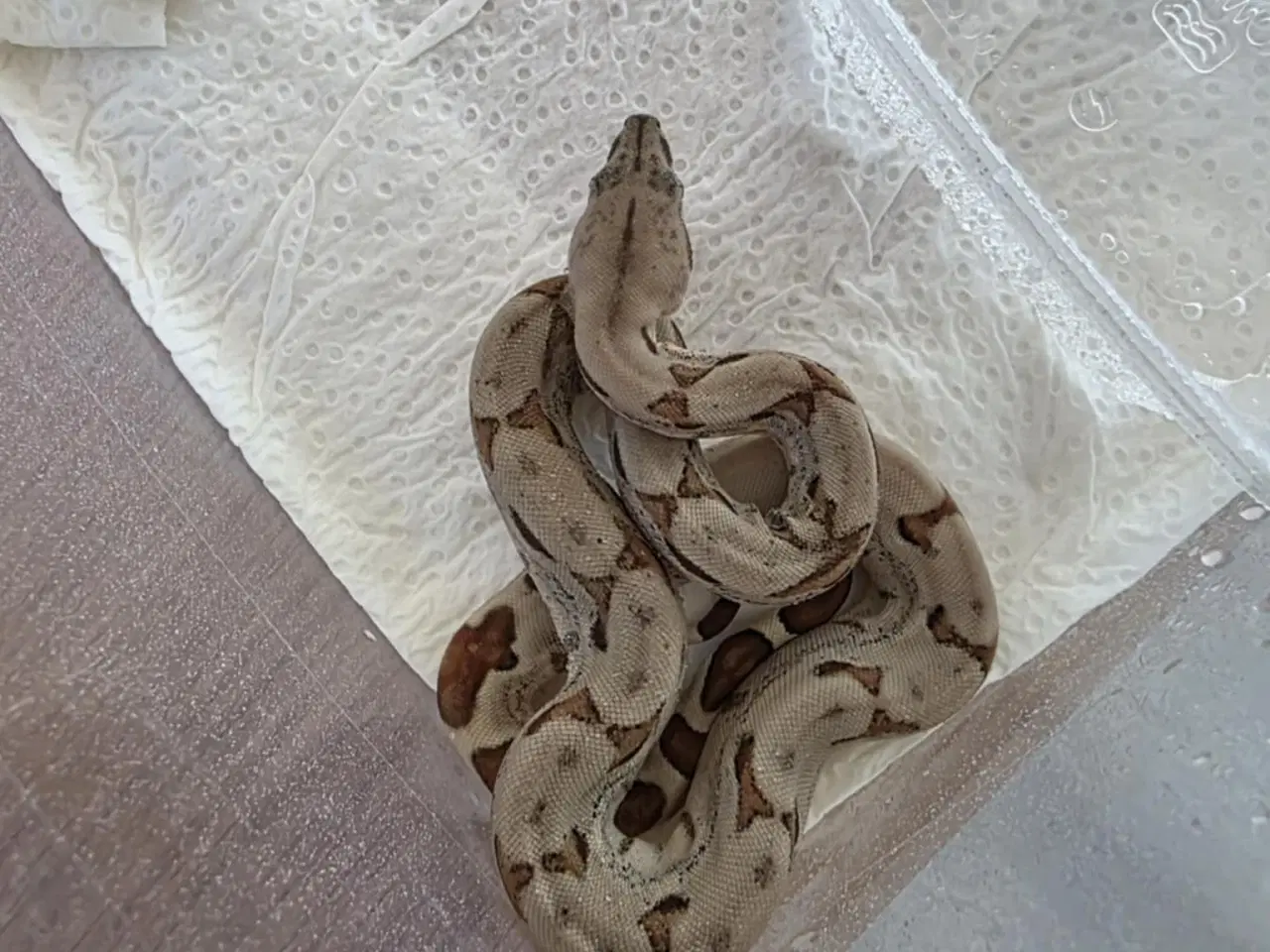 Billede 1 - Boa constrictor 