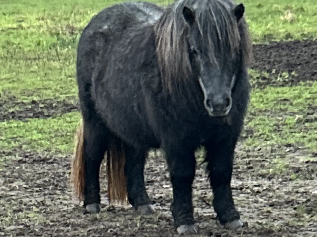 Billede 1 - Skimmel shetlænder hoppe med rødt pas 