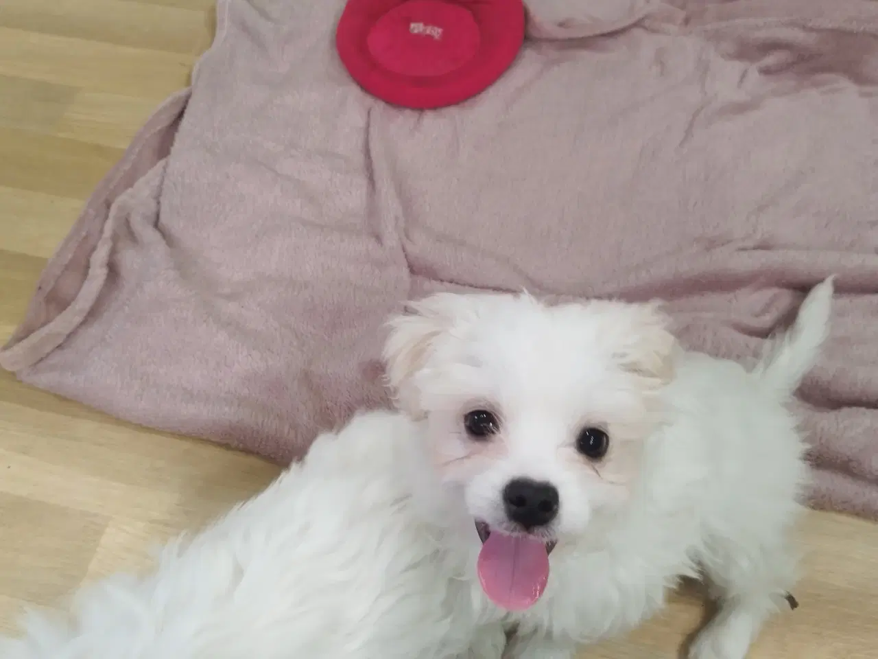 Billede 1 - Coton de Tulear/malteser prinser