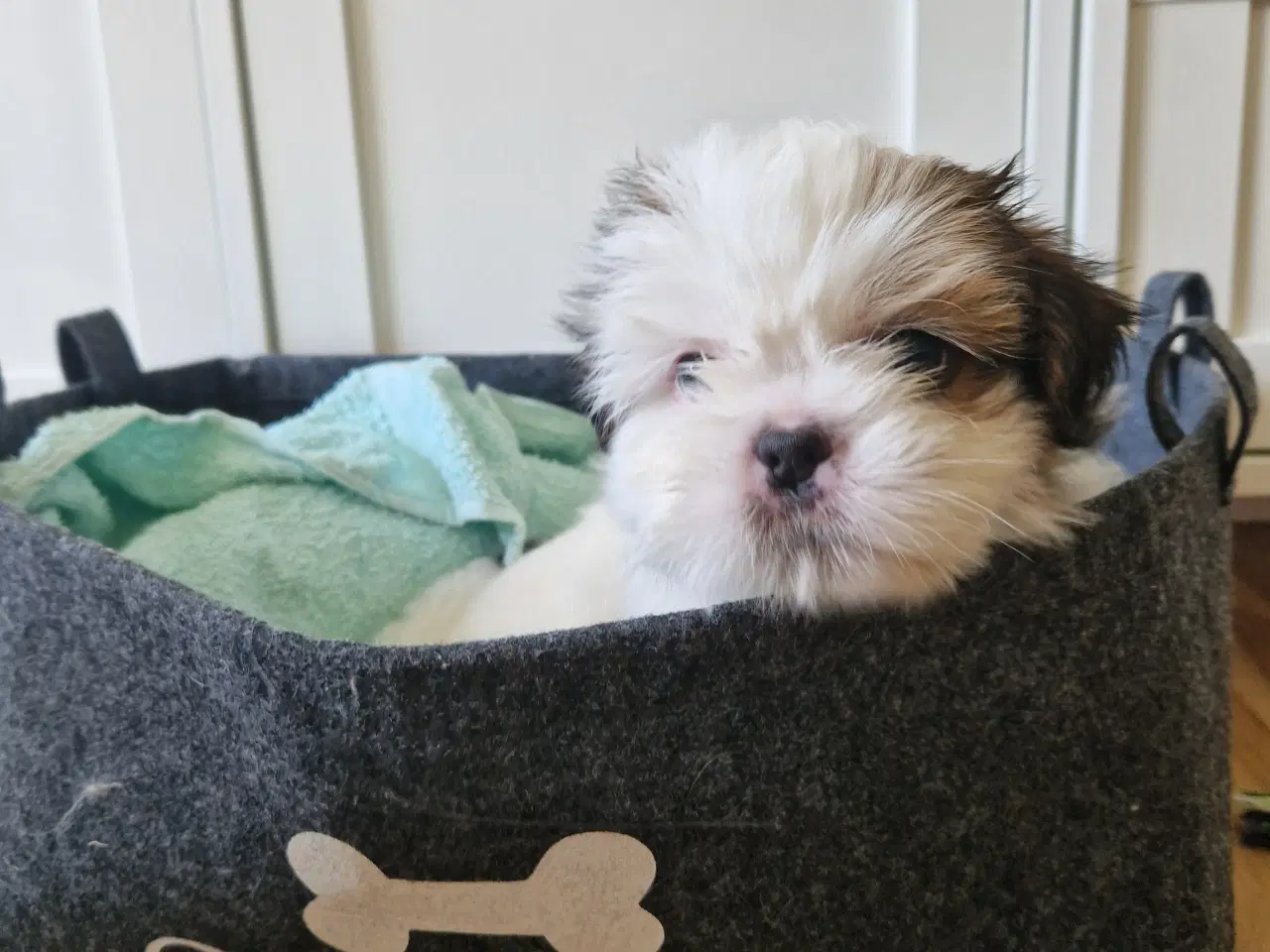 Billede 3 - Lhasa apso/ shih tzu han hvalp