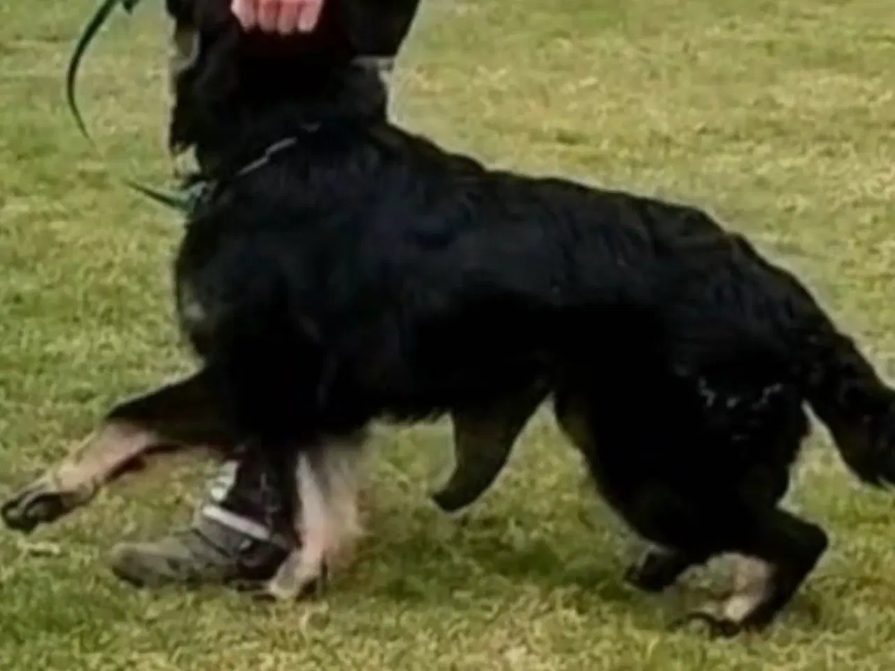 Billede 5 - flot sort schæfer 