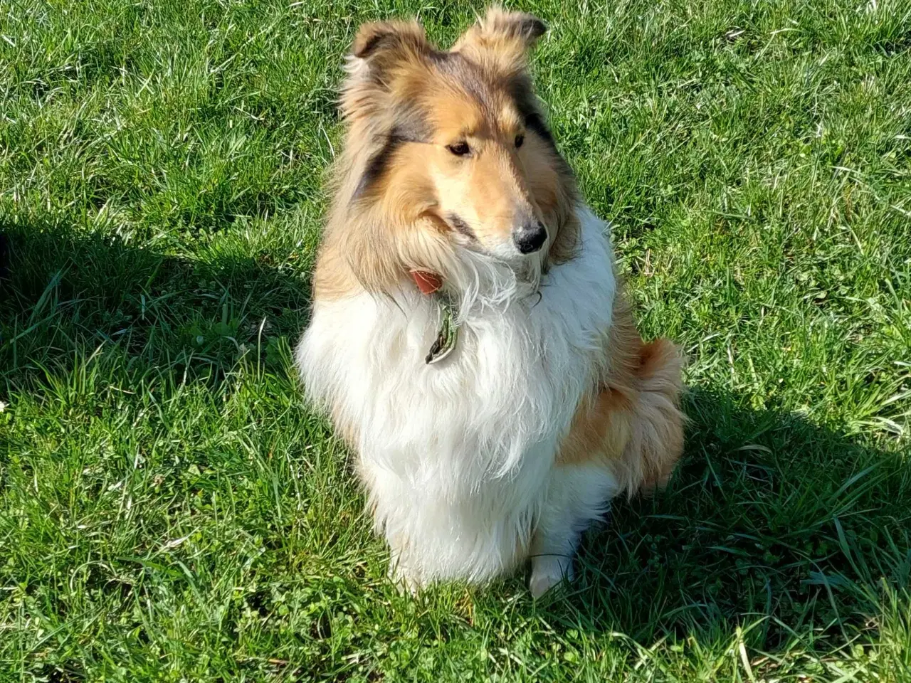 Billede 3 - Collie ( Amerikansk) 