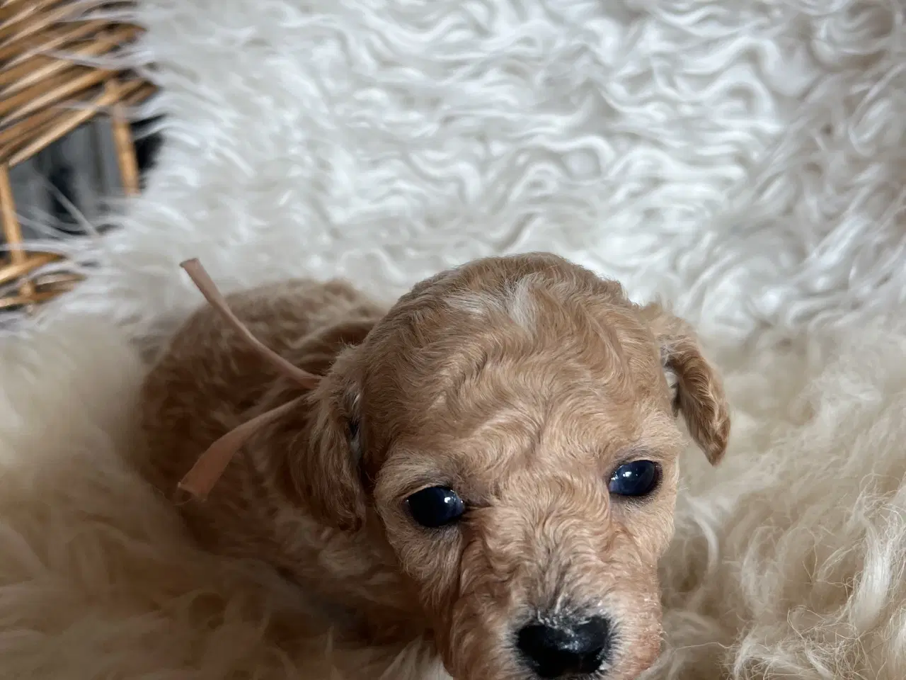 Billede 3 - 🐾 Skønne Poochon hvalpe søger kærlige hjem 🐾