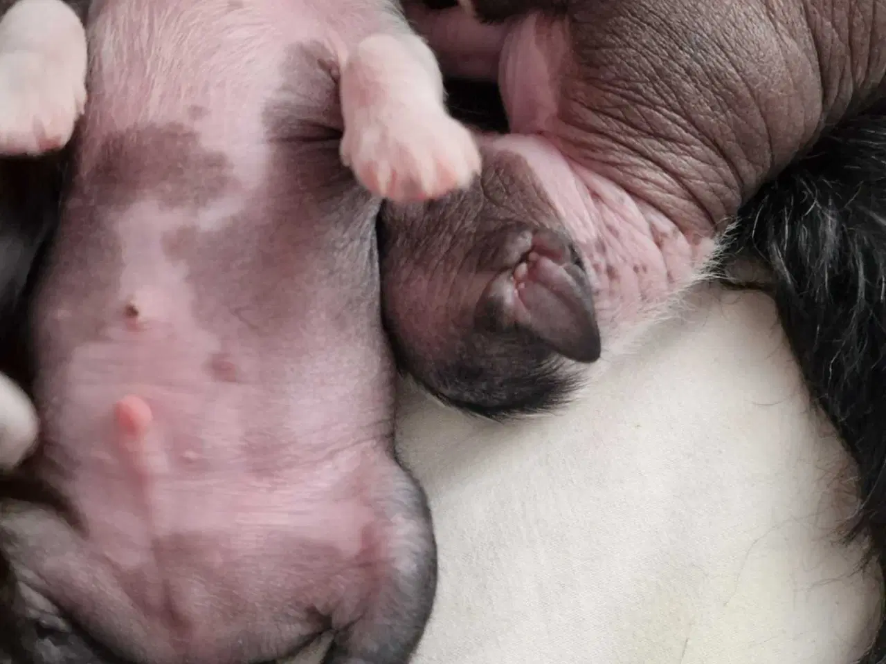Billede 5 - Chinese crested/chihaua Hundehvalp, hårløs han