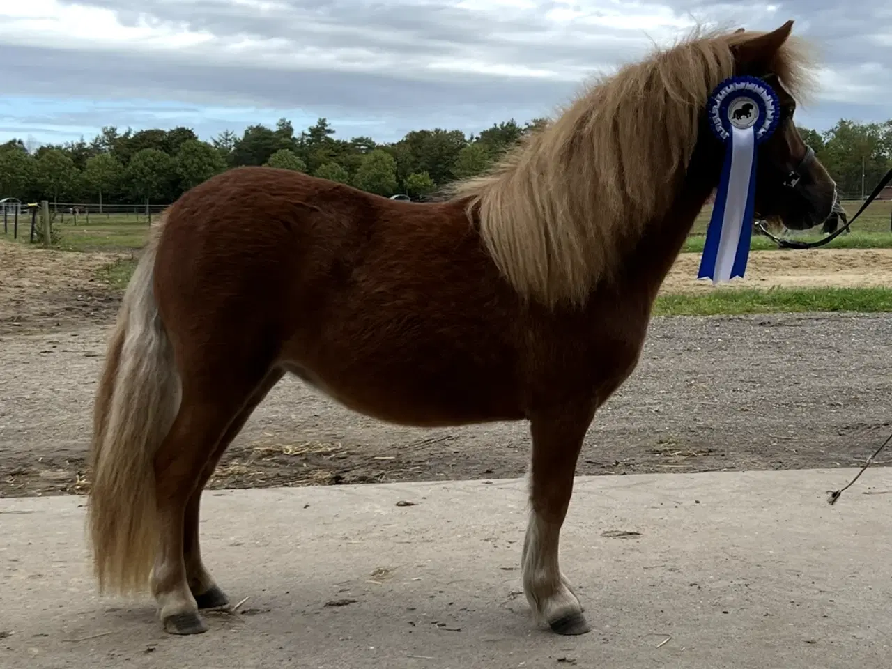 Billede 2 - Shetlænder hoppe