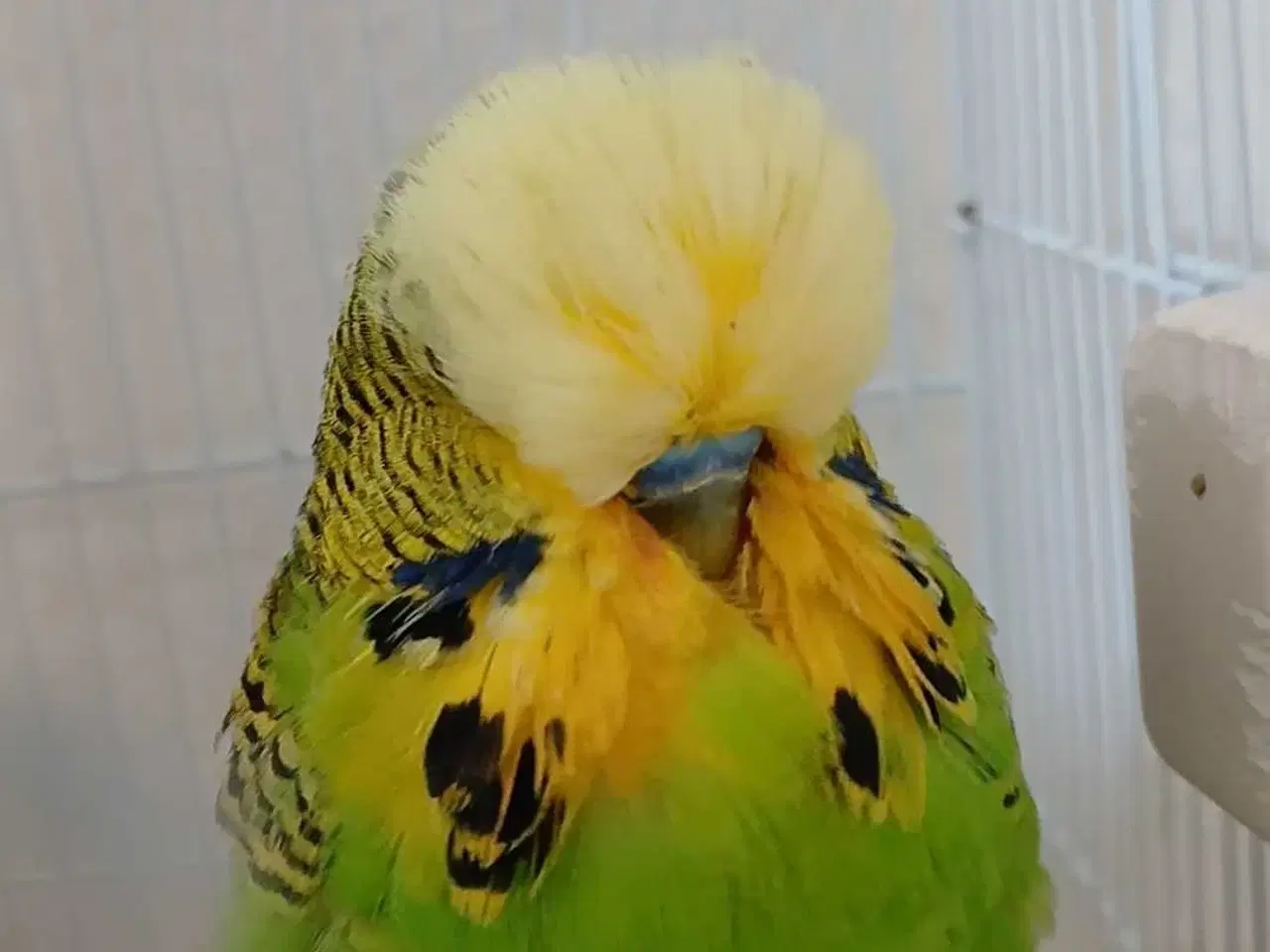 Billede 2 - Engelsk undulat han