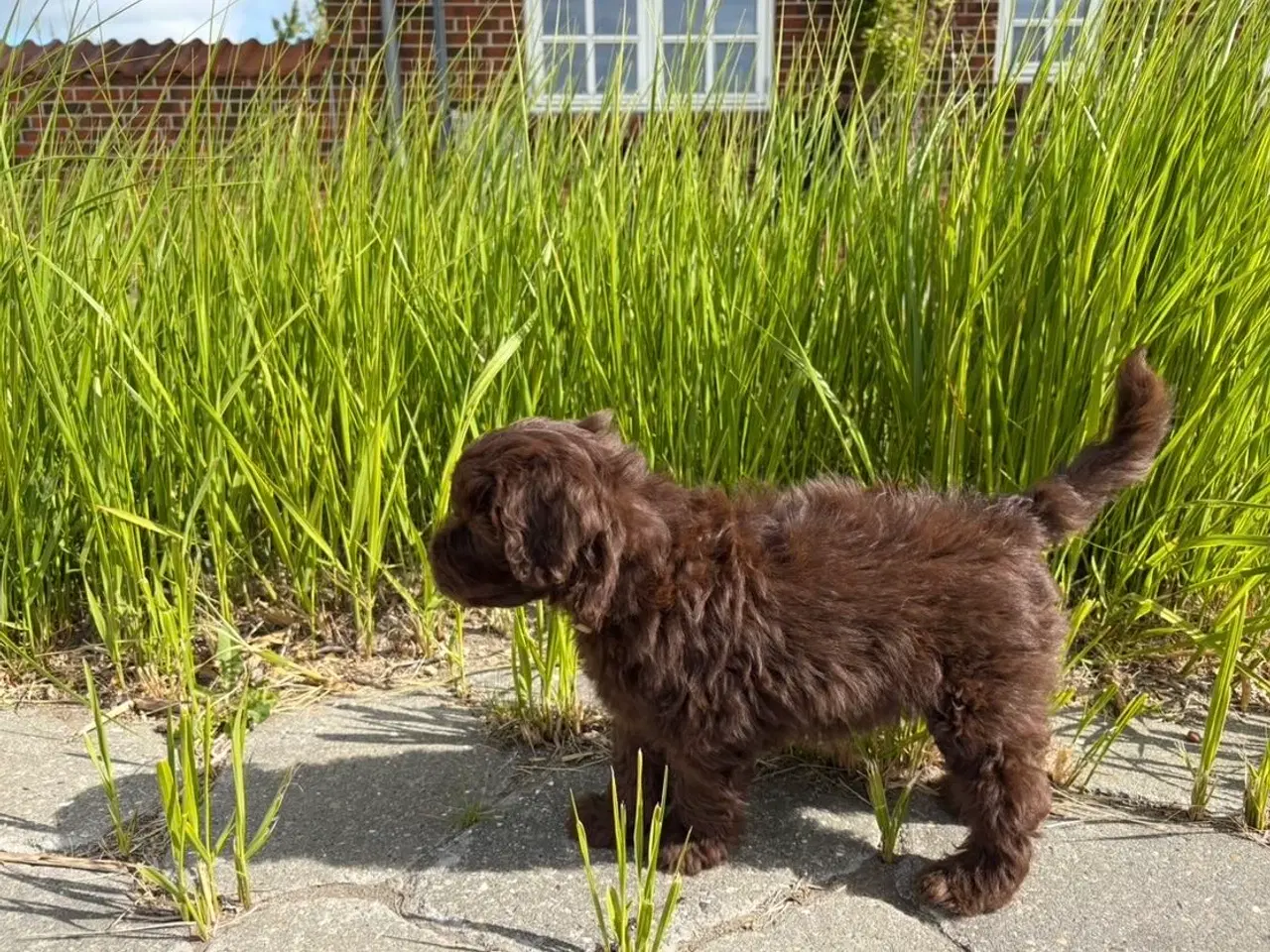 Billede 7 - Maltipoo-hvalpe med charme og krudt i halen!