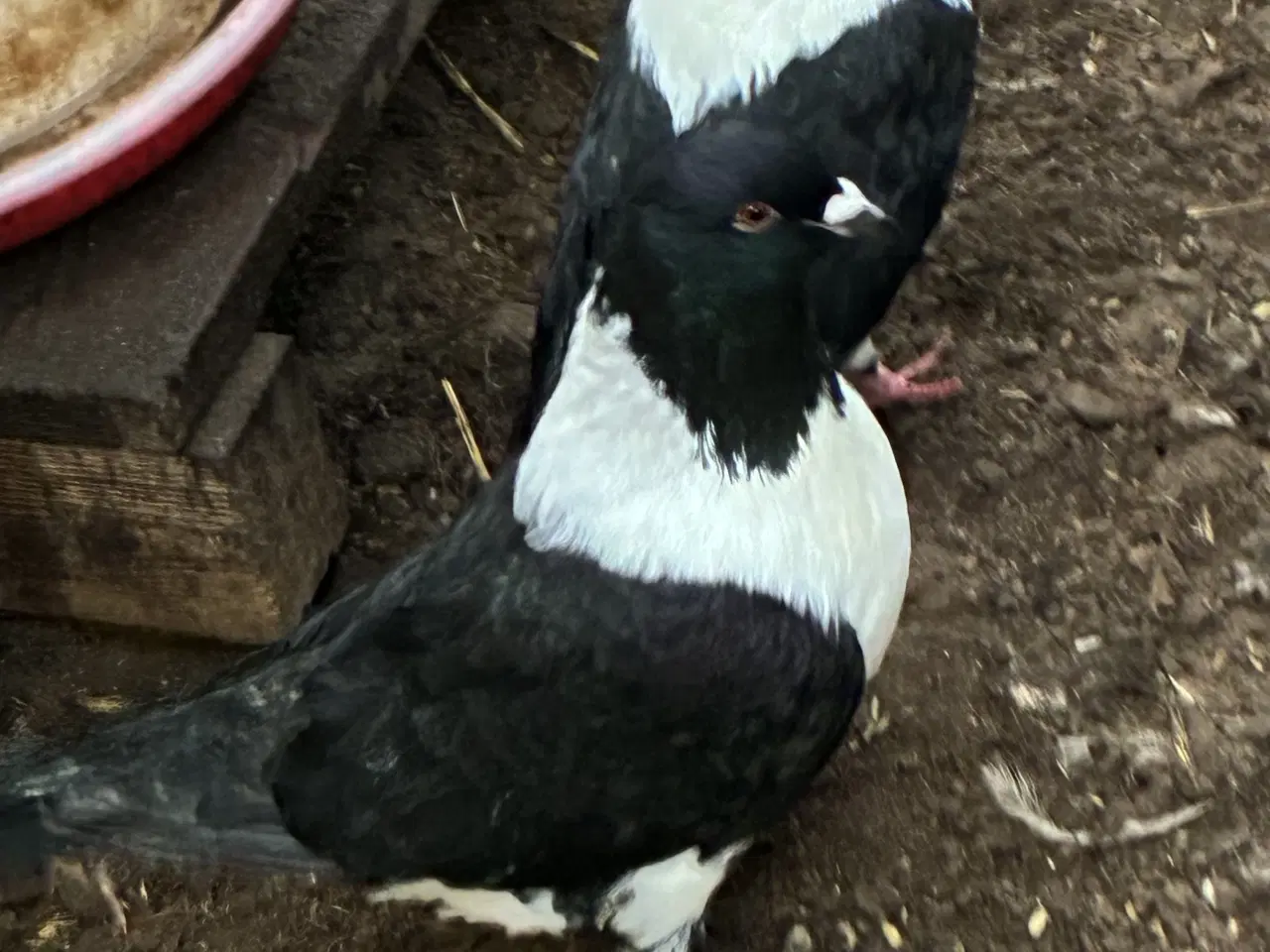 Billede 7 - Race due