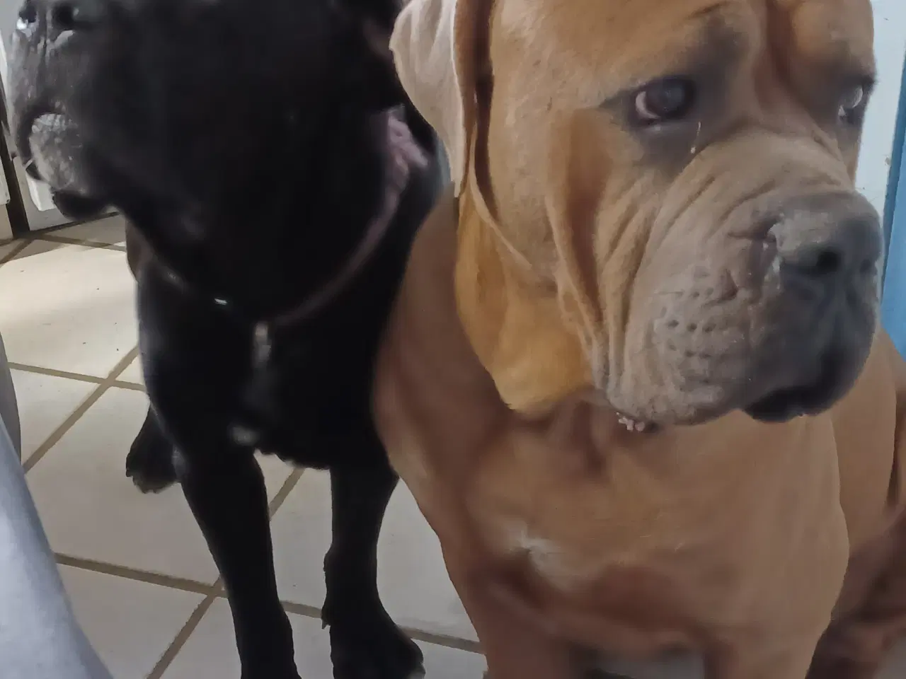 Billede 3 - Cane Corso Italiano hvalpe sælges 