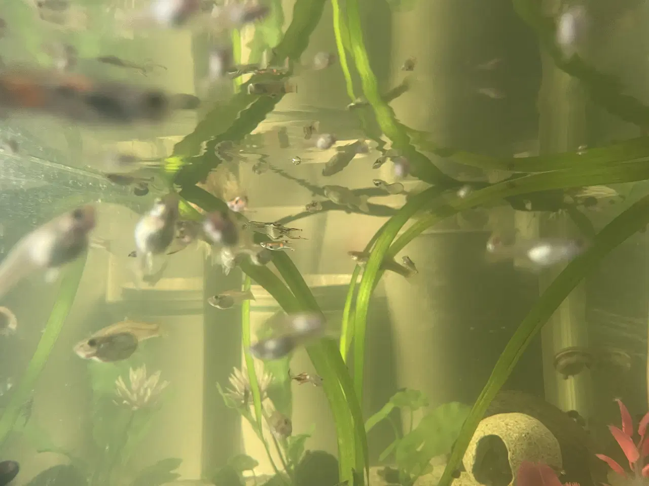 Billede 4 - Endlers, Guppy