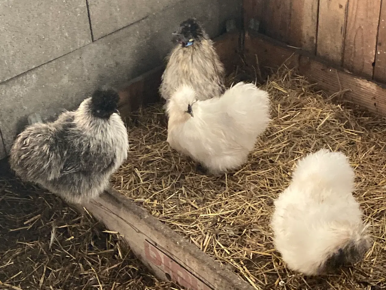 Billede 13 - Rene silke Høns
