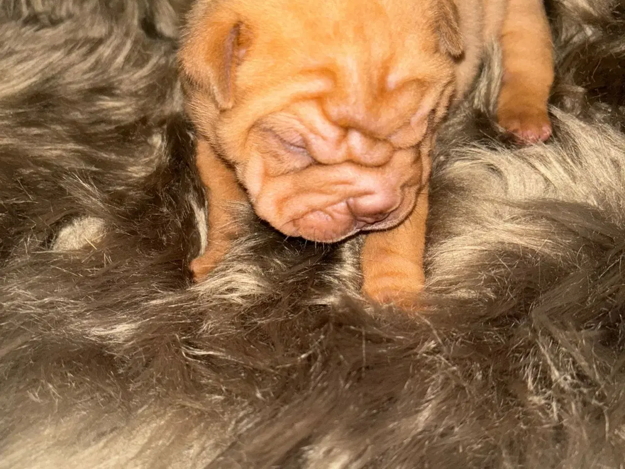 Billede 12 - Smukke Old English Bulldog Mix Hvalpe til salg! 🐾