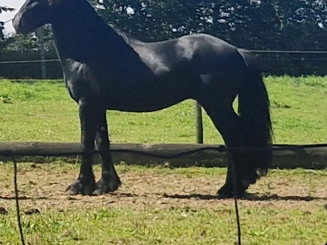 Billede 4 - Fell pony hingst