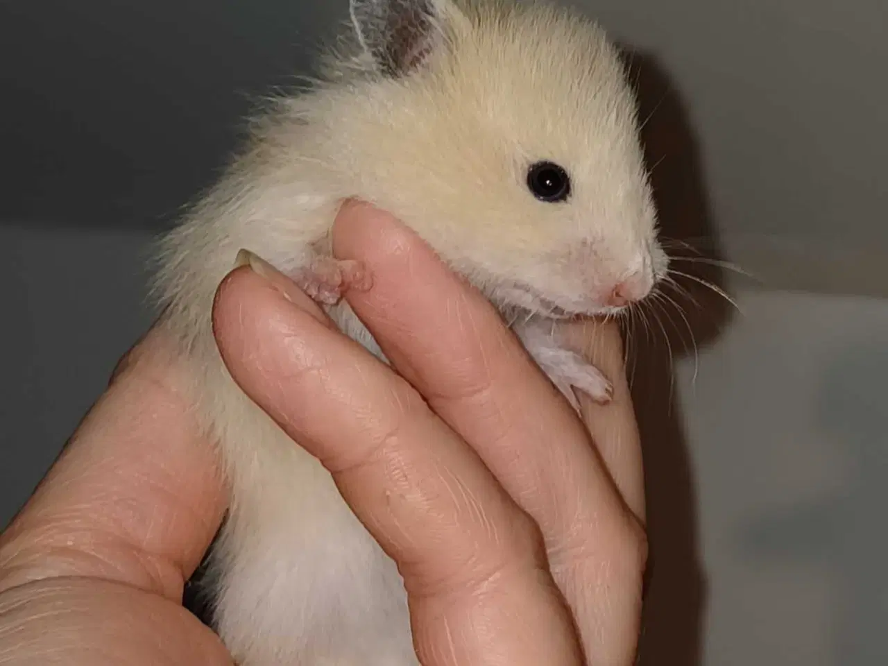 Billede 9 - Guldhamster unger
